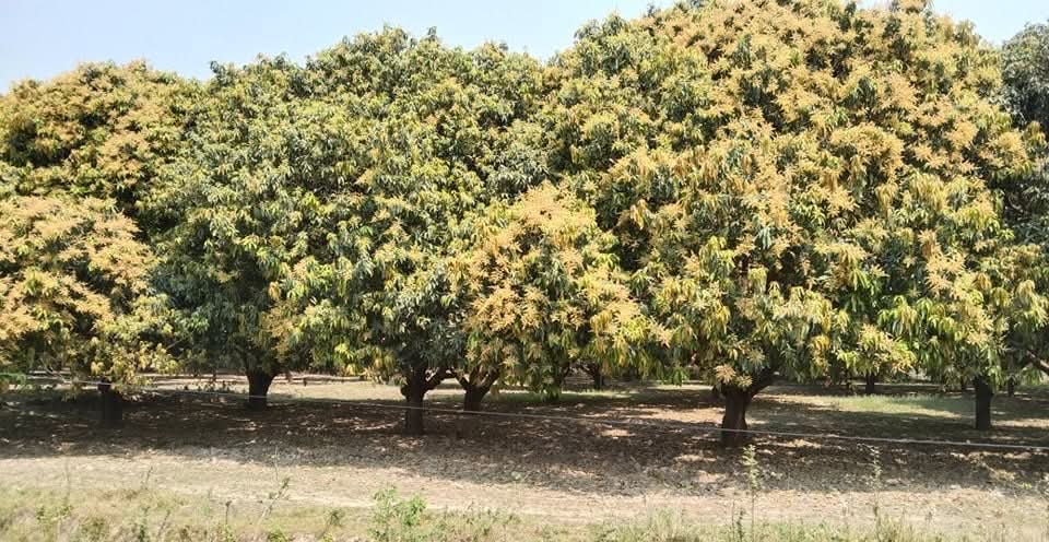 मधुवा रोगले मधेस प्रदेशमा आँप उत्पादन घट्ने अनुमान